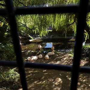 Pelican aviary 16.9.24