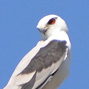 Black-shouldered kite