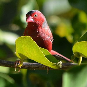 Crimson finch