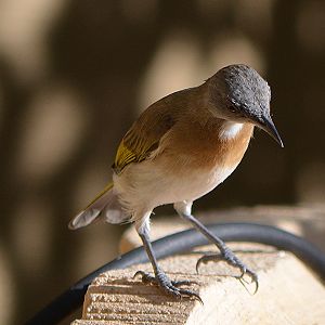 Rufous-banded honeyeater