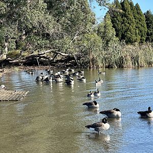 Canada Goose (Branta canadensis)