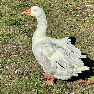 Sebastopol goose (Anser anser)
