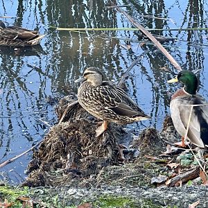Mallard (Anas platyrhynchos)