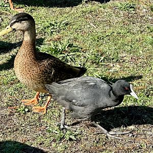 Australian Coot/Mallard