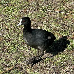 Australian coot (Fulica atra australis)
