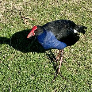 Pūkeko (Porphyrio melanotus)