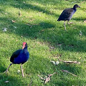 Pūkeko (Parent and Chick)