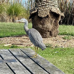 White-faced heron (Egretta novaehollandiae)