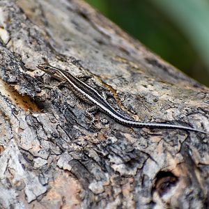 Elegant Snake-eyed Skink