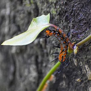Common Crow - caterpillar