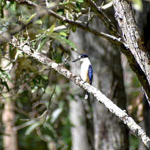 Forest Kingfisher