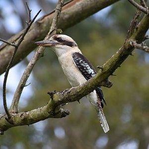 Laughing Kookaburra