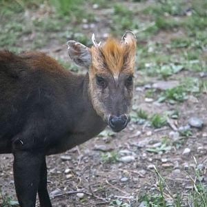Black muntjac