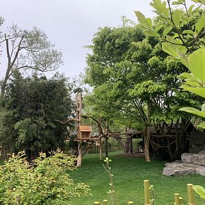 Binturong and Bharal enclosure with new climbing frames