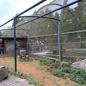 Future Blue-winged Kookaburra enclosure