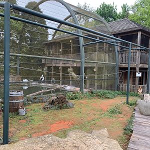 Future Blue-winged Kookaburra enclosure