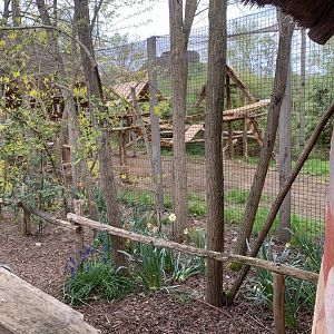 New Serval enclosure