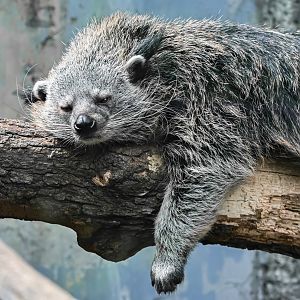 Binturong