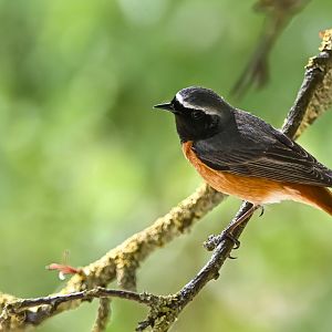 Common redstart (wild)