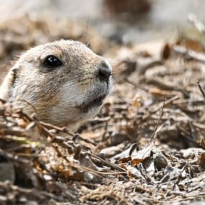 Black-tailed prairie dog