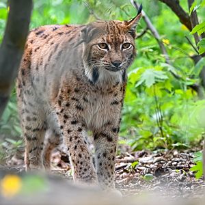 Carpathian lynx