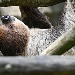 Linnaeus's two-toed sloth