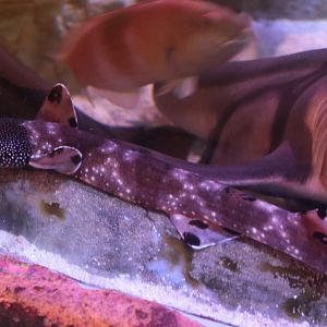 SeaLife Melbourne - ID??