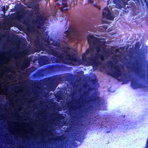 SeaLife Melbourne - Wrasse ID??