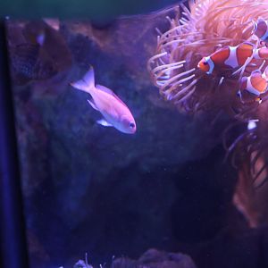 SeaLife Melbourne - Anthias ID??