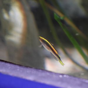 SeaLife Melbourne - Trachinops taeniatus??