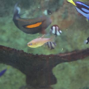 SeaLife Melbourne - Cardinalfish and Damselfish ID??