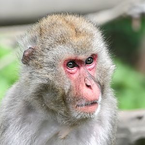 Japanese macaque