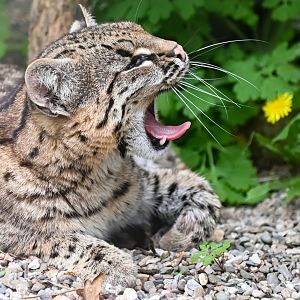 Geoffroy's cat