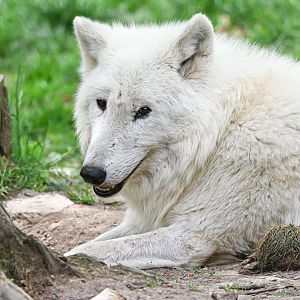 Arctic wolf