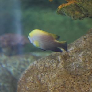 SeaLife Melbourne - Damselfish ID??