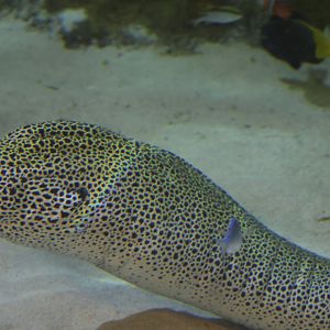 SeaLife Melbourne - Gymnothorax favagineus??