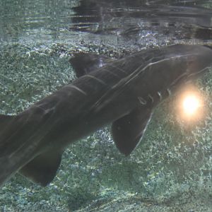 SeaLife Melbourne - Chiloscyllium punctatum??