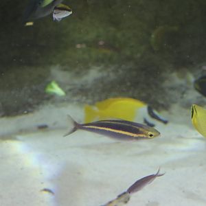 SeaLife Melbourne - Pentapodus emeryii??