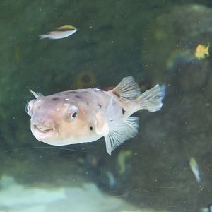 SeaLife Melbourne - Porcupinefish ID??