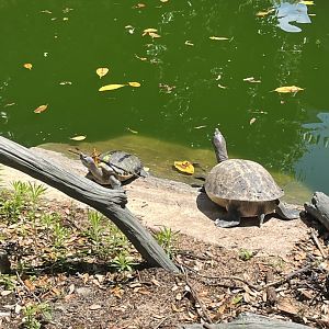 World of Primates-Orangutan/Turtles