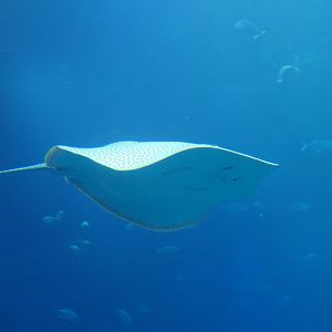 Himantura ID? - Osaka Aquarium