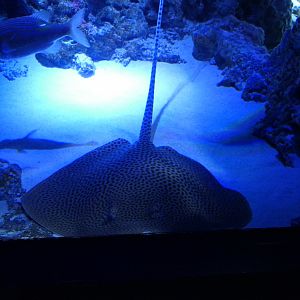 Himantura ID? - Sunshine Aquarium