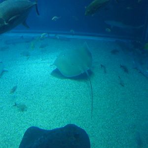 Himantura fai? - Osaka Aquarium