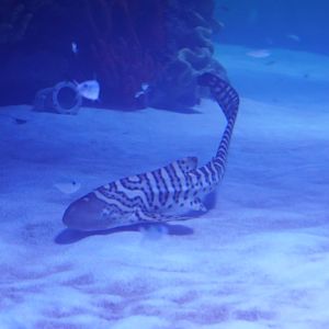 Zebra Shark