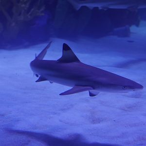 Blacktip Reef Shark
