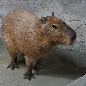 Capybara, “Javier”