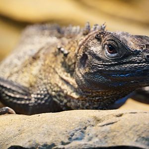 Sulawesi Sailfin Lizard