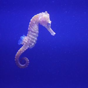 Seahorse ID
