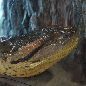 Green Anaconda, “Ivy”