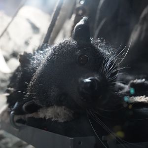 Binturong, “Stitch”